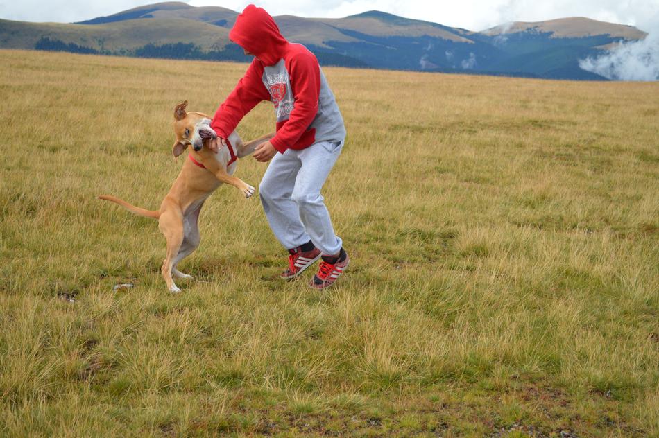 happy owner with a dog in the field