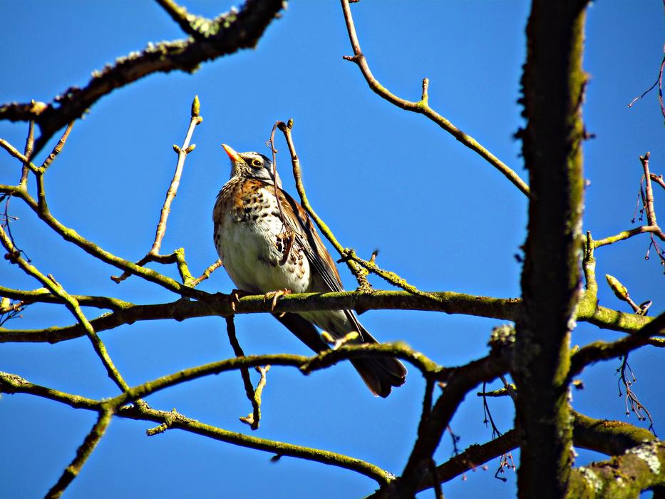 a thrush sits on an autumn tree in the park