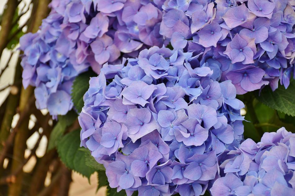 Hydrangeas Flowers Purple