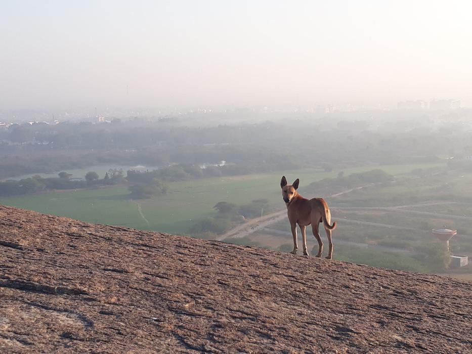 Dog at Hilltop Nature