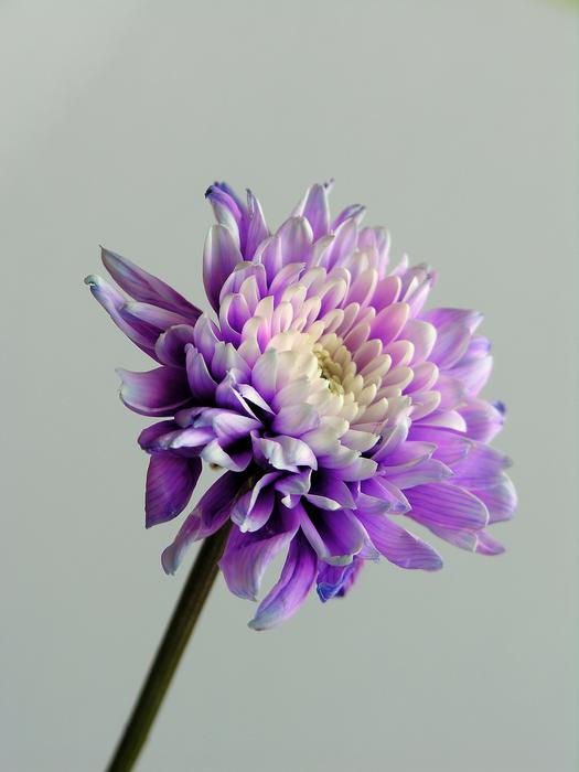 Flower Close Up Nature