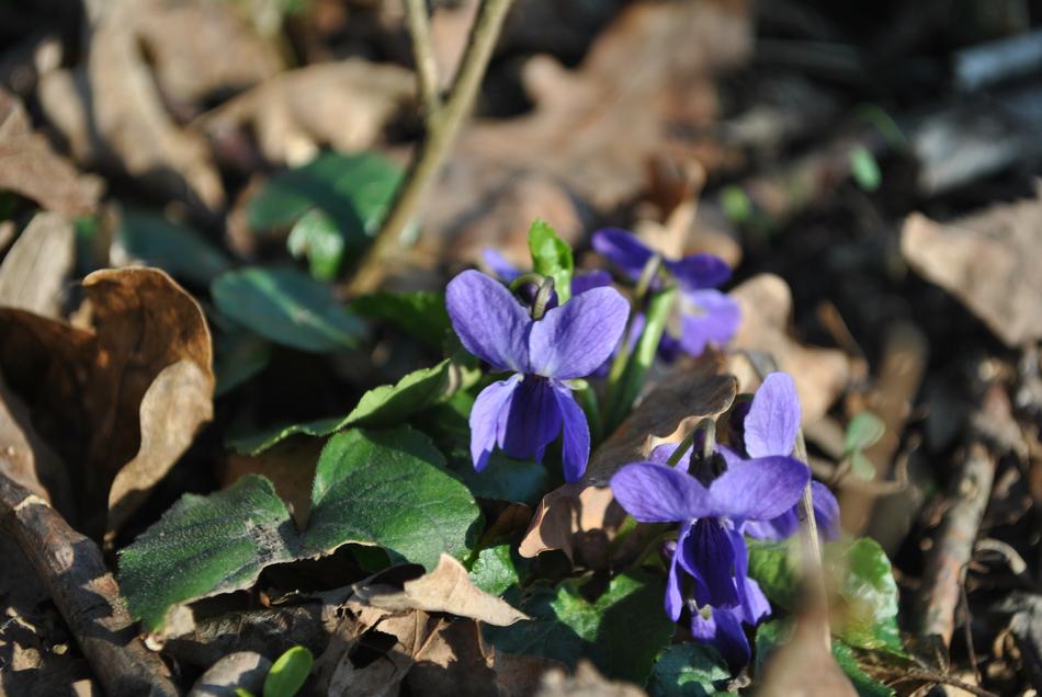 purple flower in a green forest