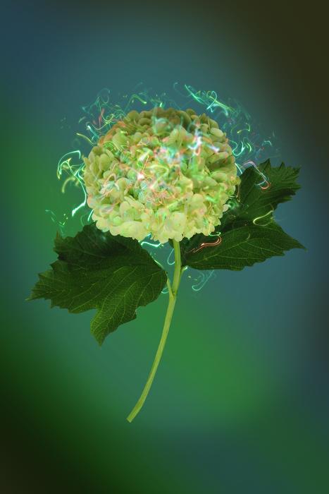 green Hydrangea Flowers in pond