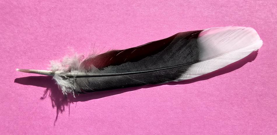 Bird Feather Black White
