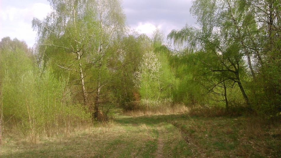 Spring Road