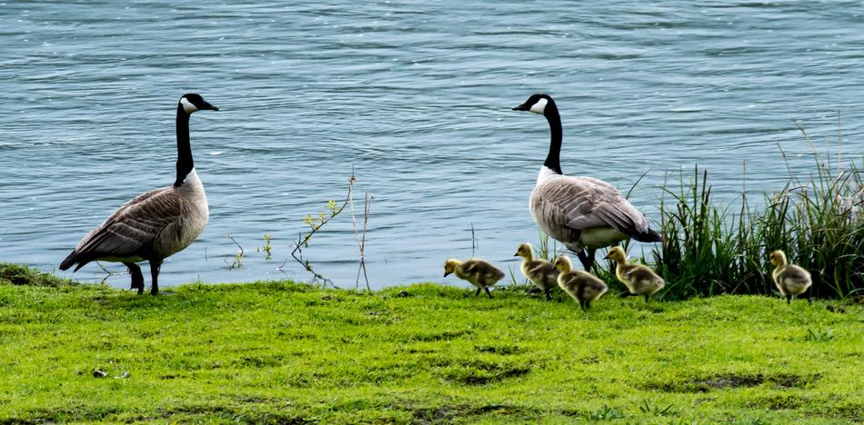 wild ducks flock by the water