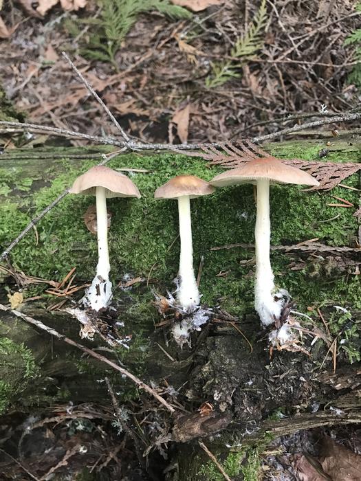 Mushroom Log Trail