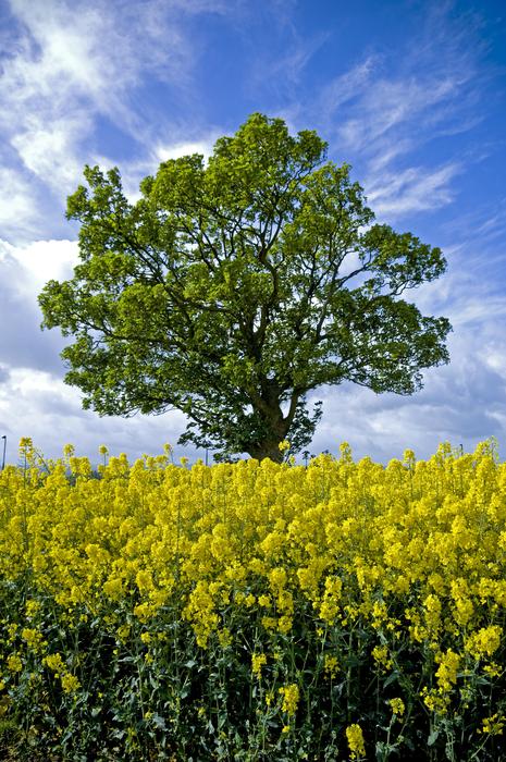 Tree Field Scotland