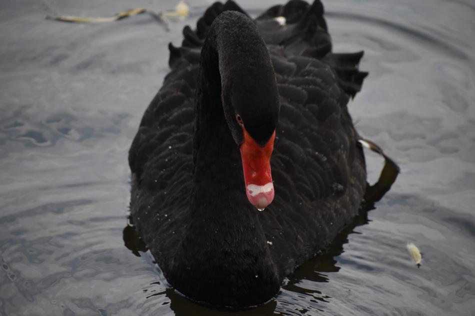 Black Swan Close-Up Red Mouth
