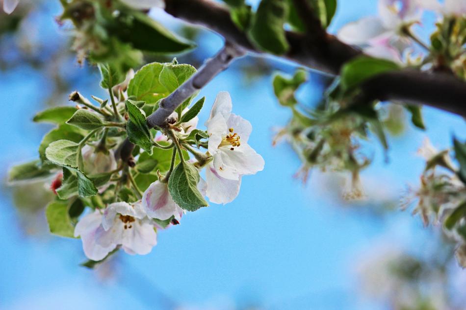 Apple Blossom Spring Nature