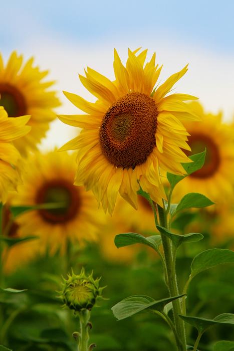 Sunflower Flower Nature