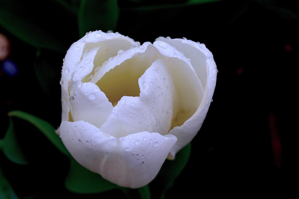 wet White Tulip in Spring