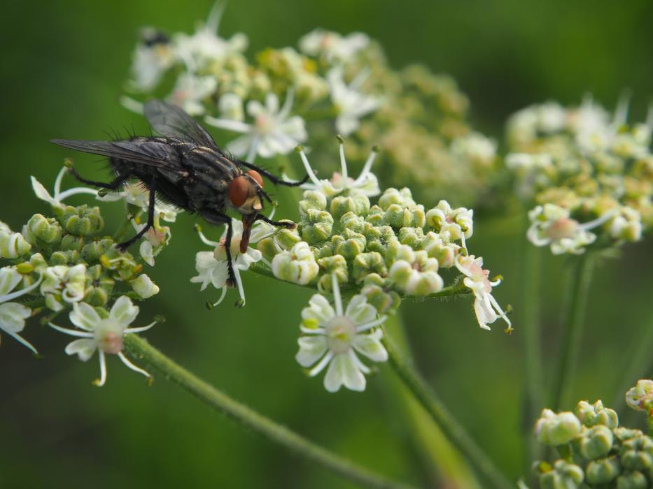 a fly on unusual white plants