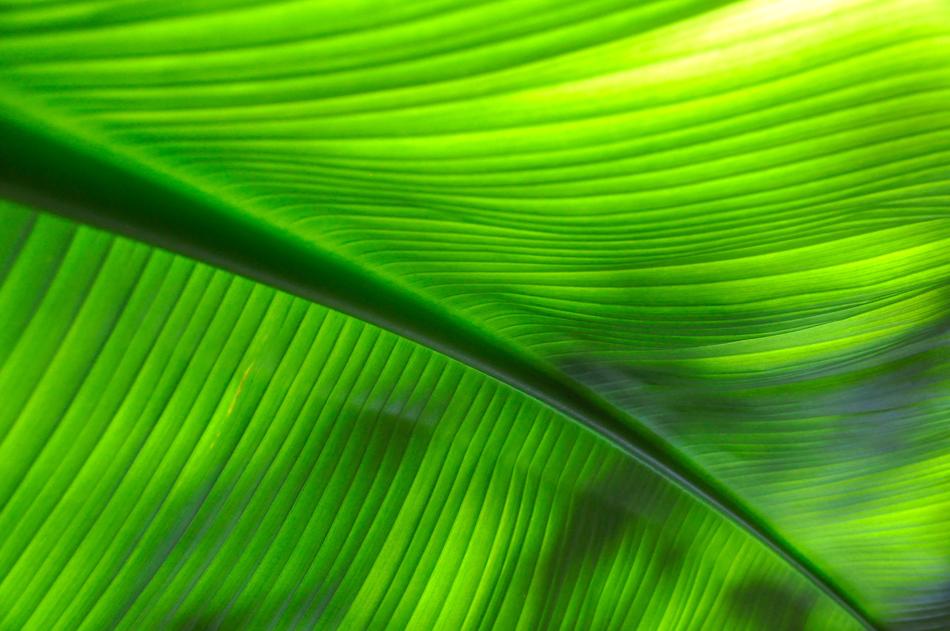 Tropical Green Leaf