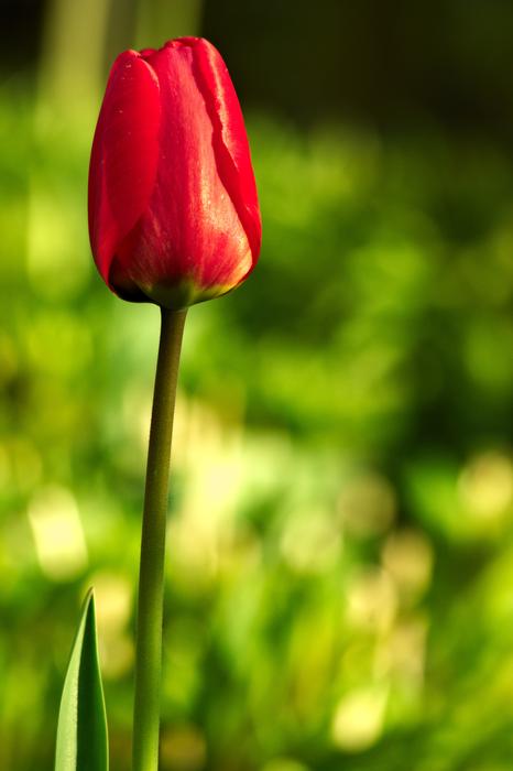 Tulip Red Spring