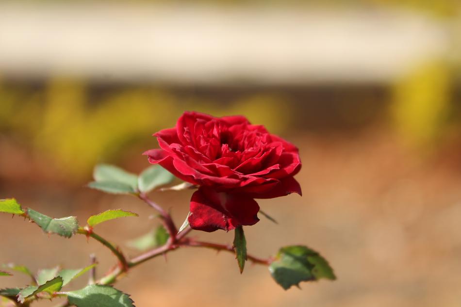 Flower Beautiful Nature