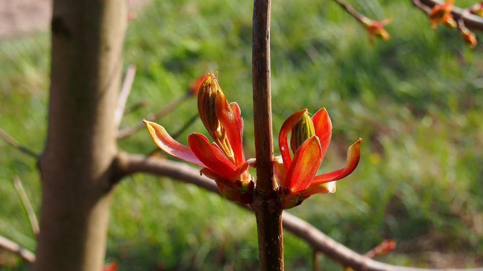 Bud Clone in Spring