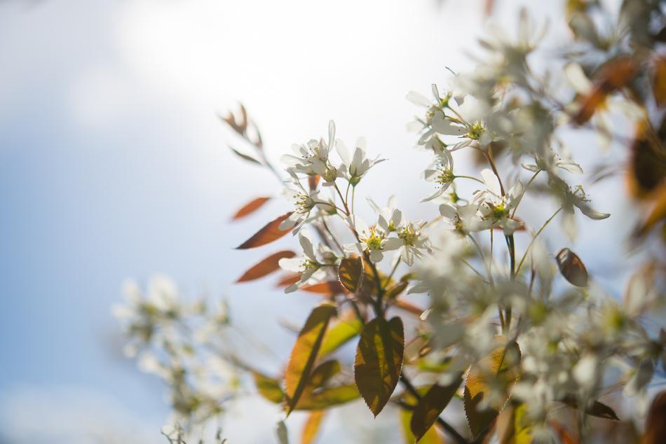 white flowers with dry branches on a tree