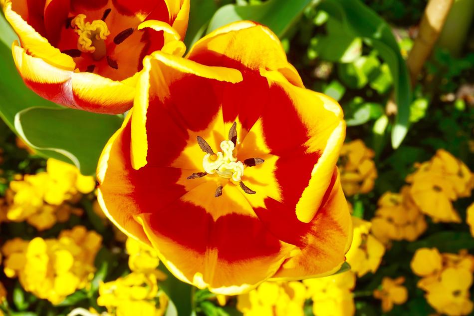 Red and yellow Flowers blooming