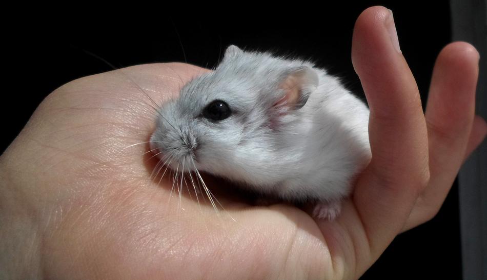 DzsungÃ¡riai Dwarf Hamster