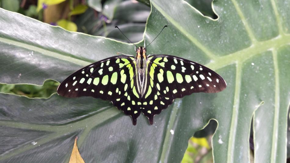 Butterfly Bug Animal