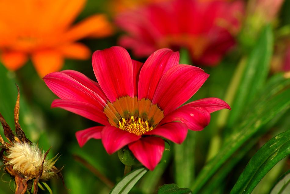 red flower with green leaves