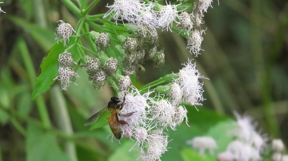 Bee Flower Honey