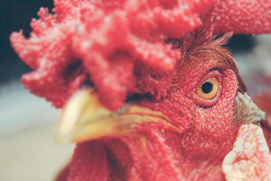 Animal Pet Chicken