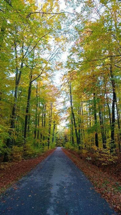 the road in autumn leaves and yellow trees