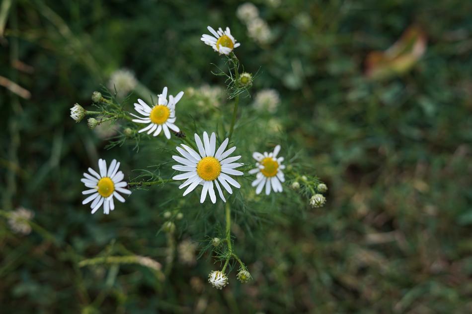 wild daisies in the grass
