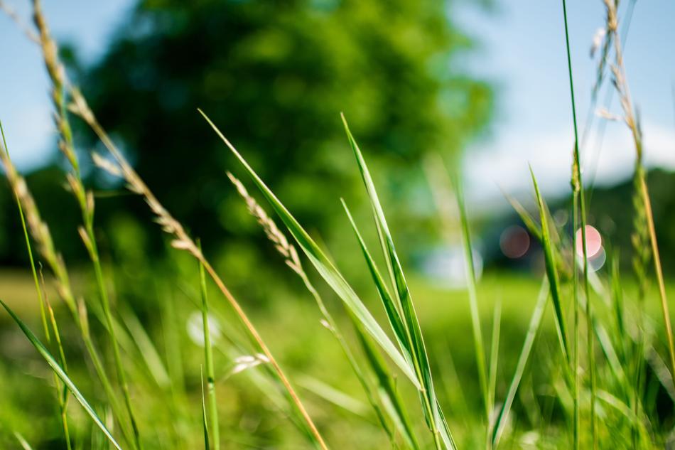 Green Grass Field