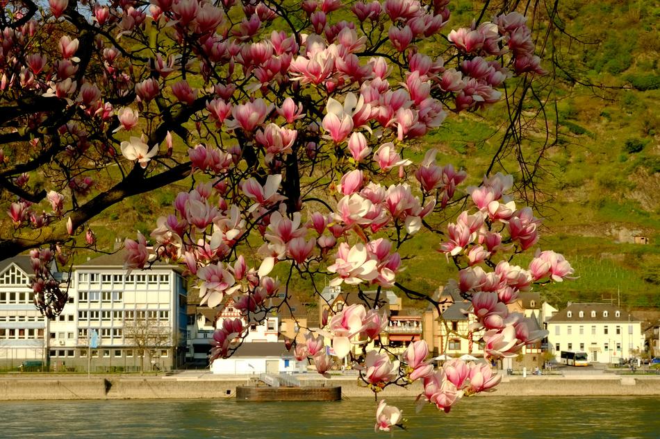 cherry blossoms by the houses in the green mountains