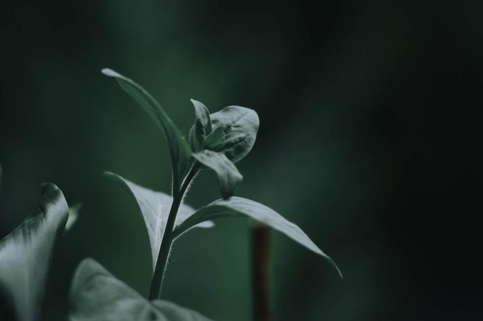 leaves on a branch in the forest in the evening
