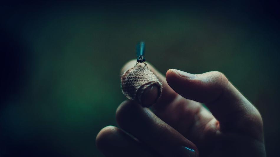 Hand Firefly Insect