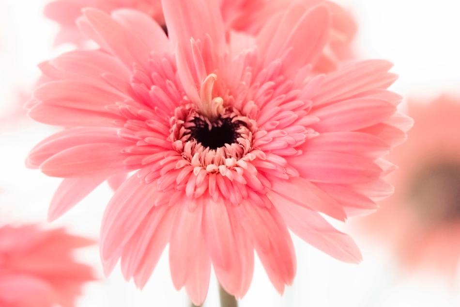 Pink Petal Bloom