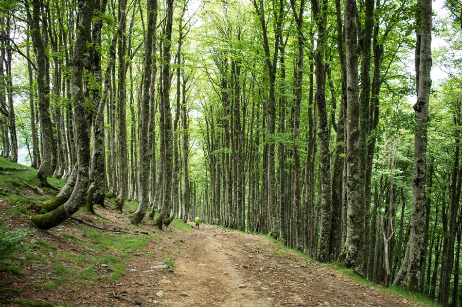 Spain Santiago Path Road