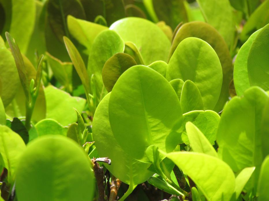 large green plants