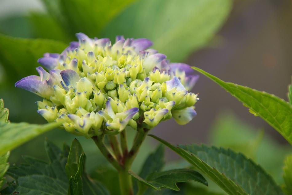 Hydrangea Purple Flower