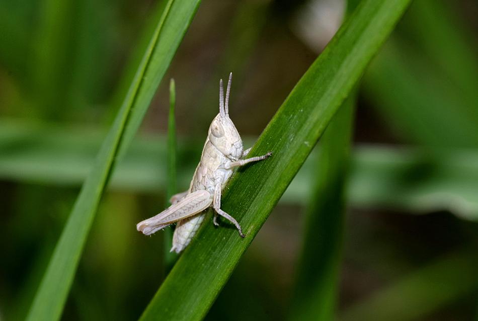 Grasshopper Insect Tettigonia