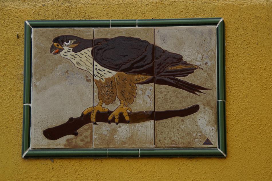 Buzzard Bird Image