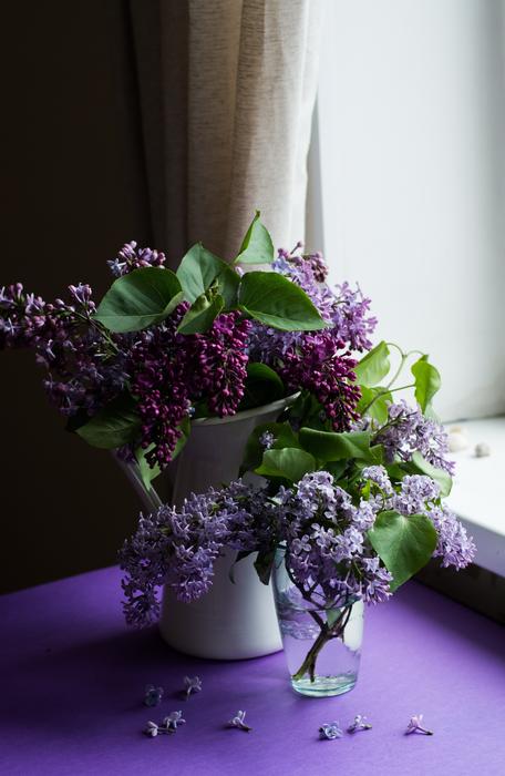 Purple Flower Bloom