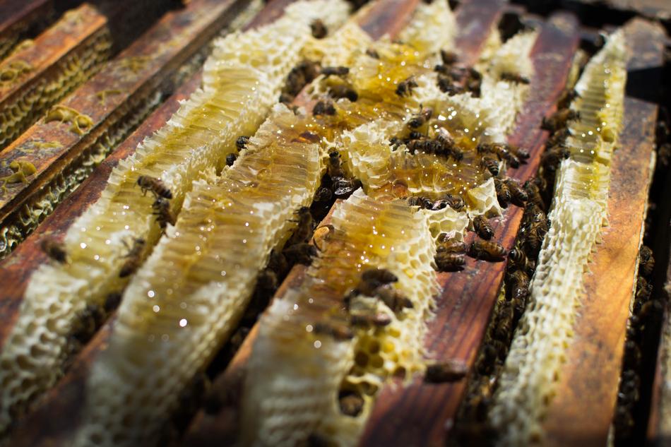 Bees Nature