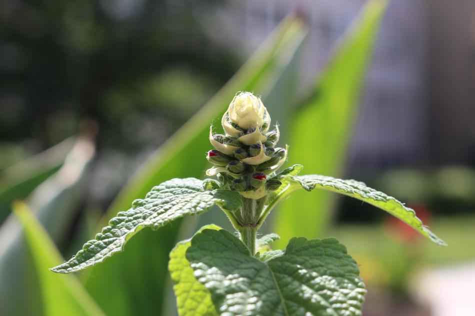 sprout of green leaves