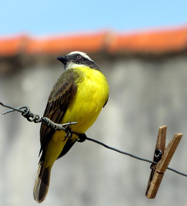 Bem-Te-Vi Bird Corner