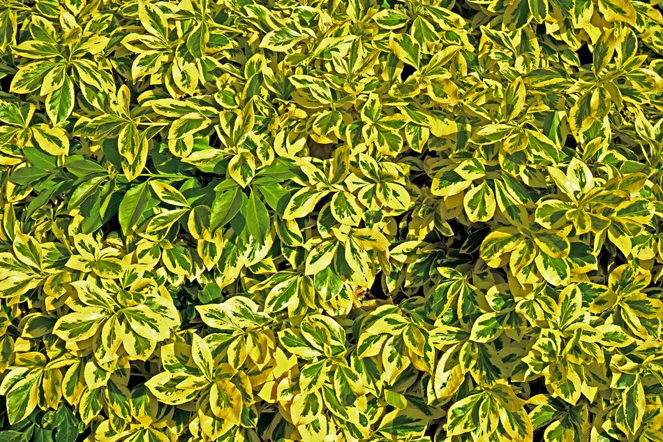 green yellow foliage
