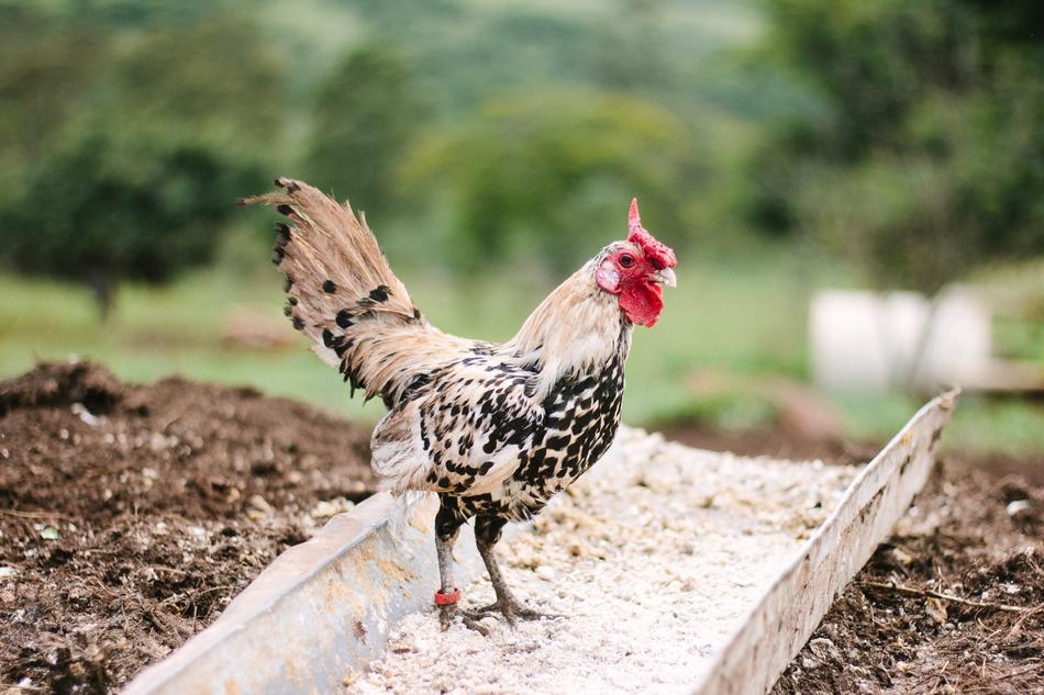 Farm Field Rooster