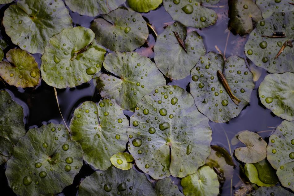 Green Leaf Plant