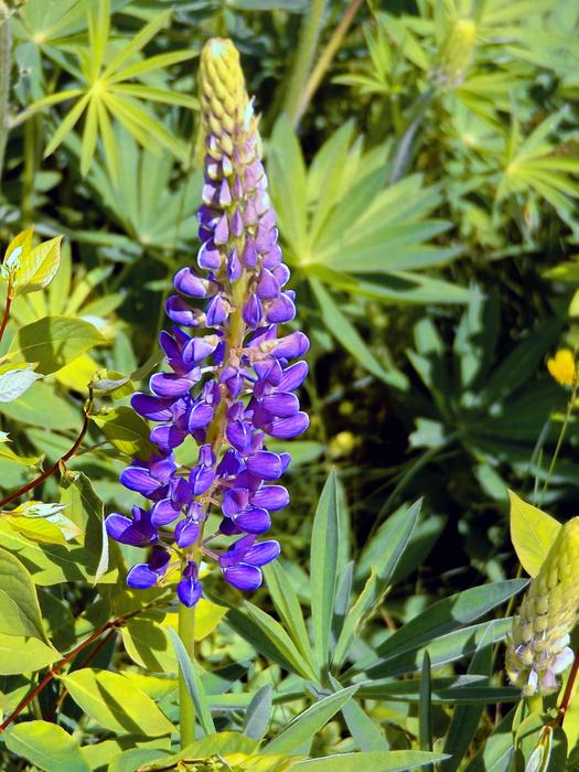 Lupin Violet Summer