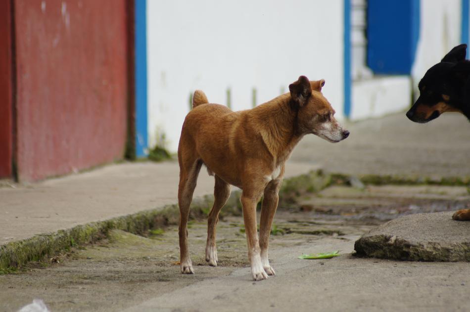 Animals dog street