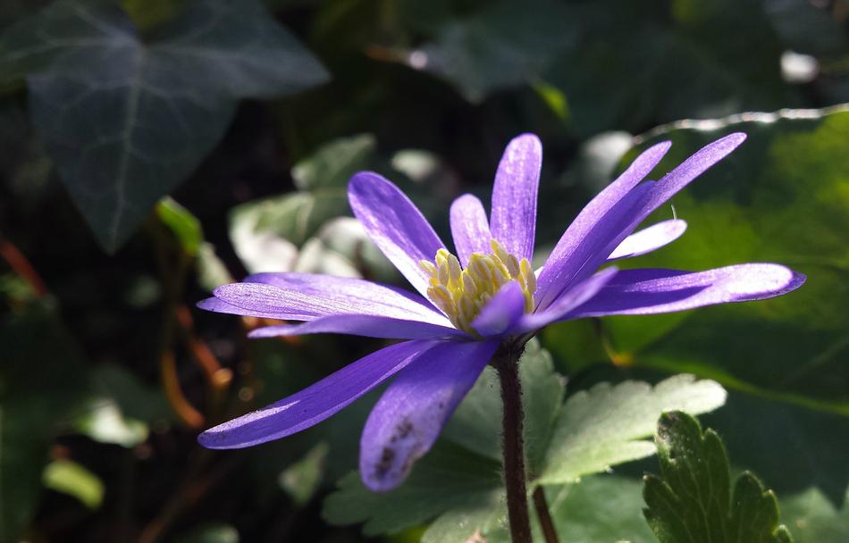 a purple green flower grows